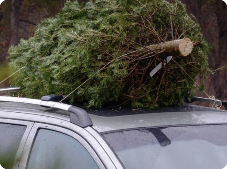 Christmas Tree Removal Services