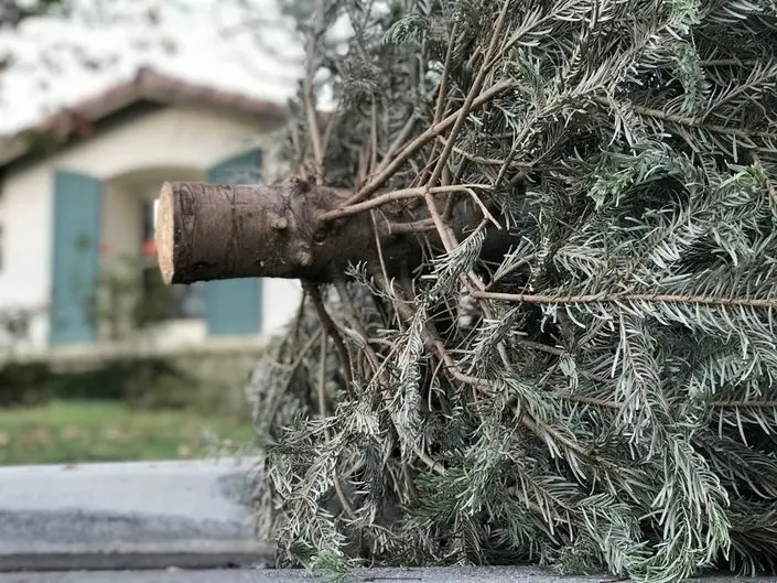 christmas tree removal hyattsville