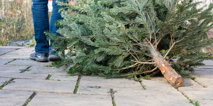 christmas tree removal service hyattsville